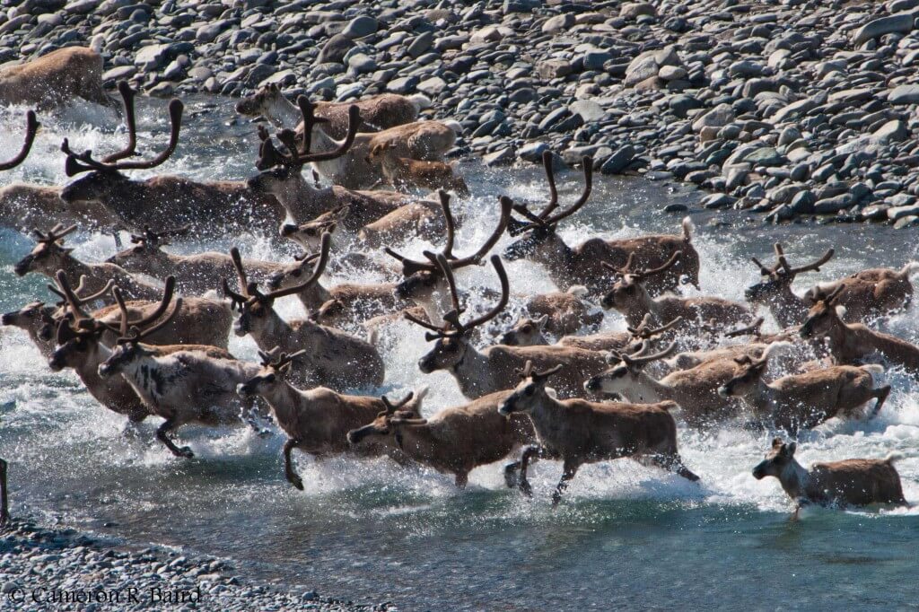 caribou tours alaska