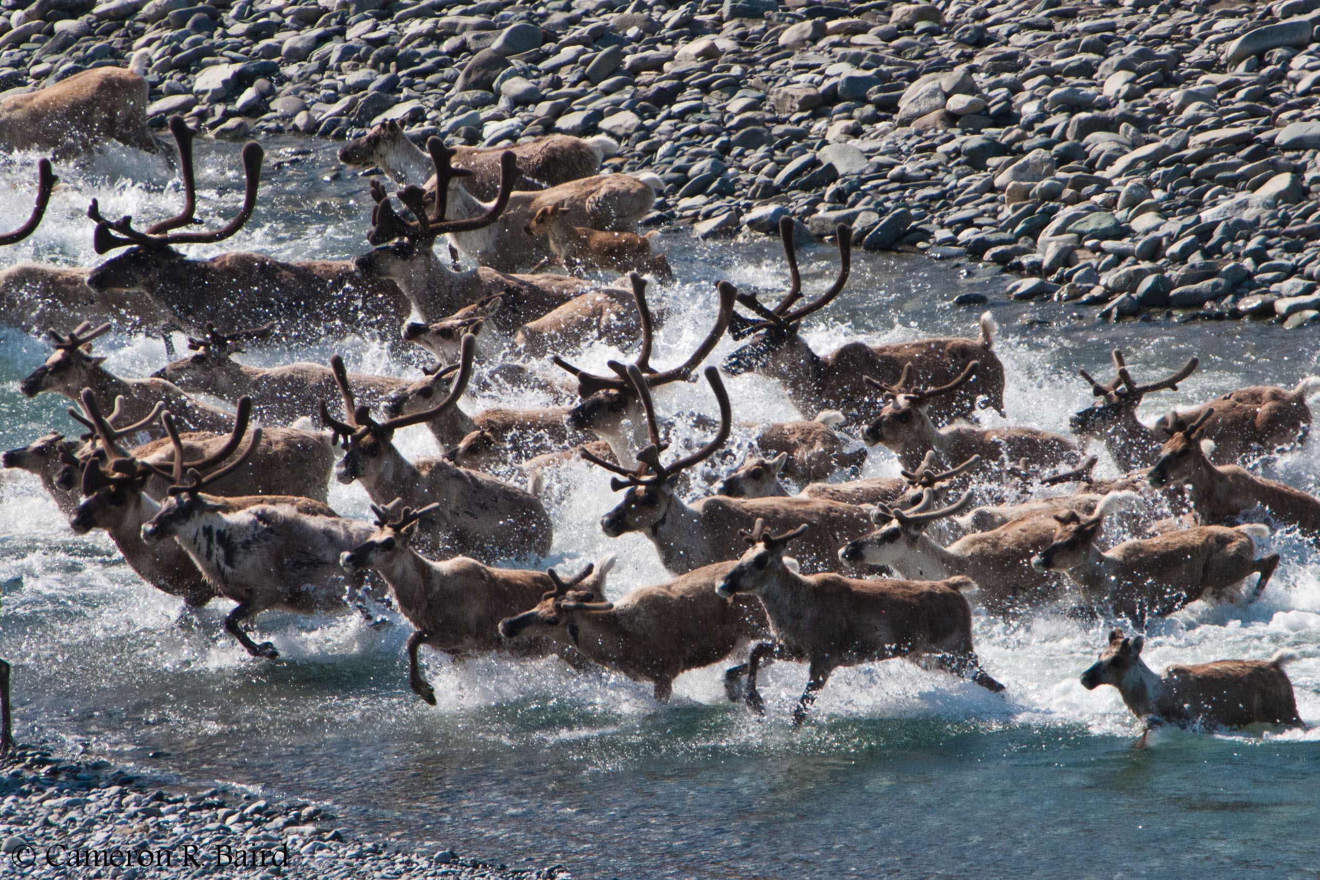 How Much Is A Caribou Tag In Alaska At Martha Holt Blog How Much Is A Caribou Tag In Alaska At Martha Holt Blog