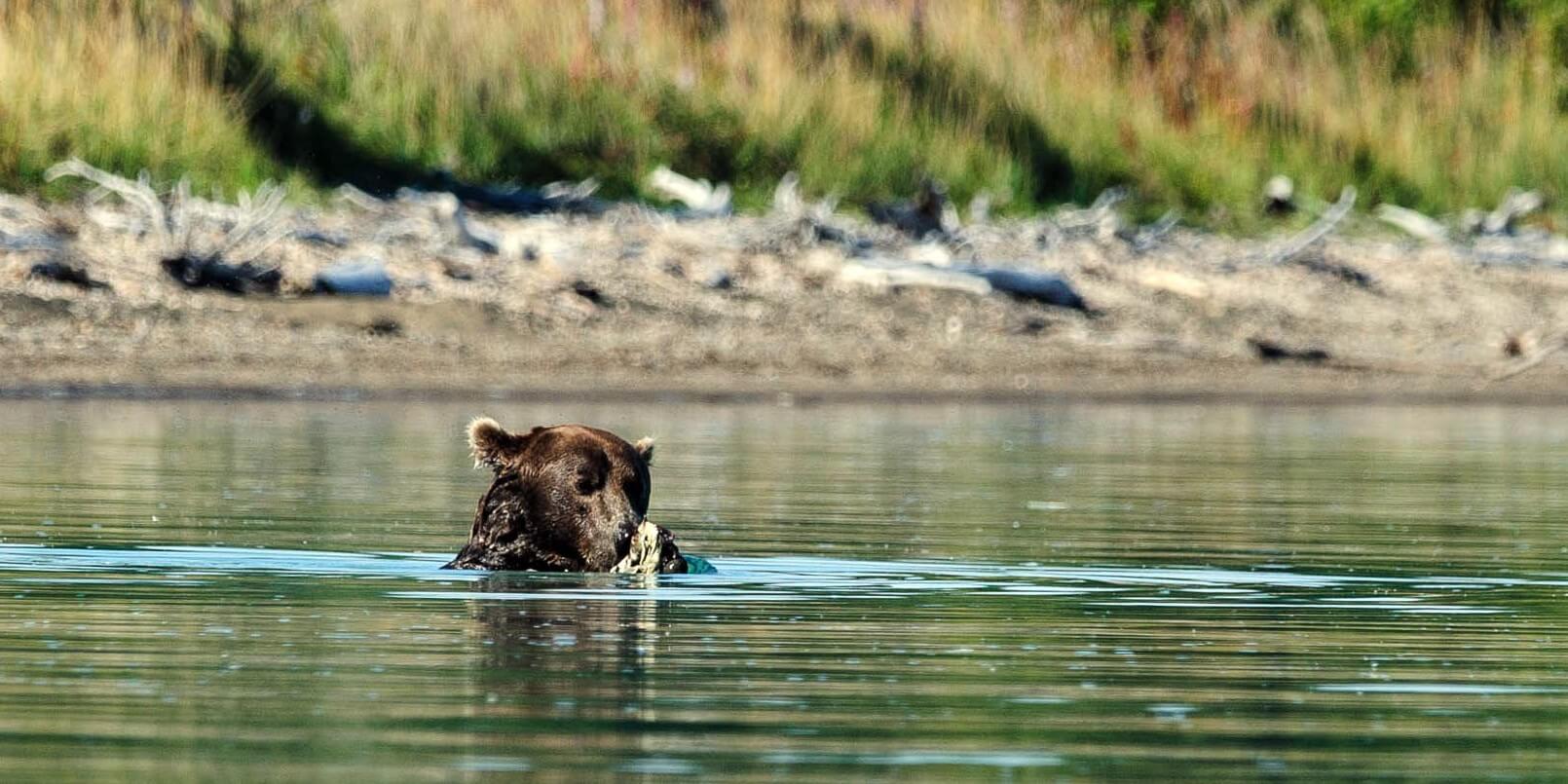 Bear in Katmai National Park Canoe Trip