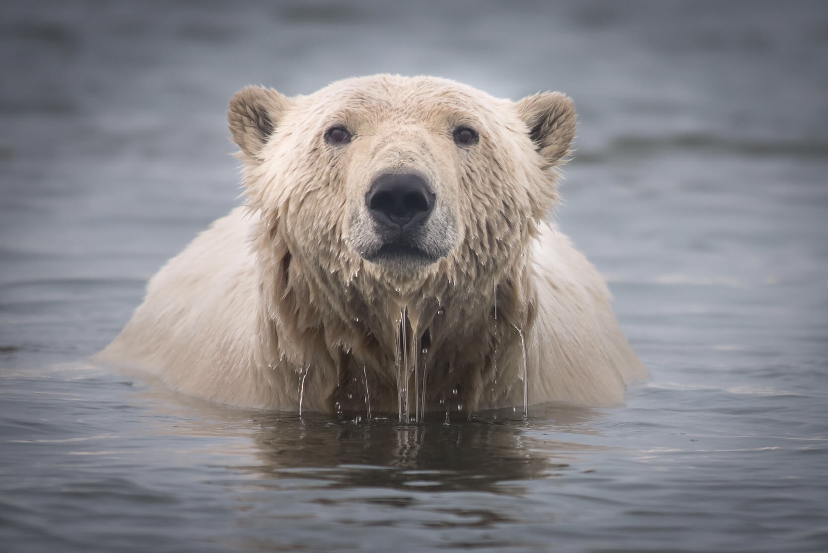 Polar Bear in Alaska