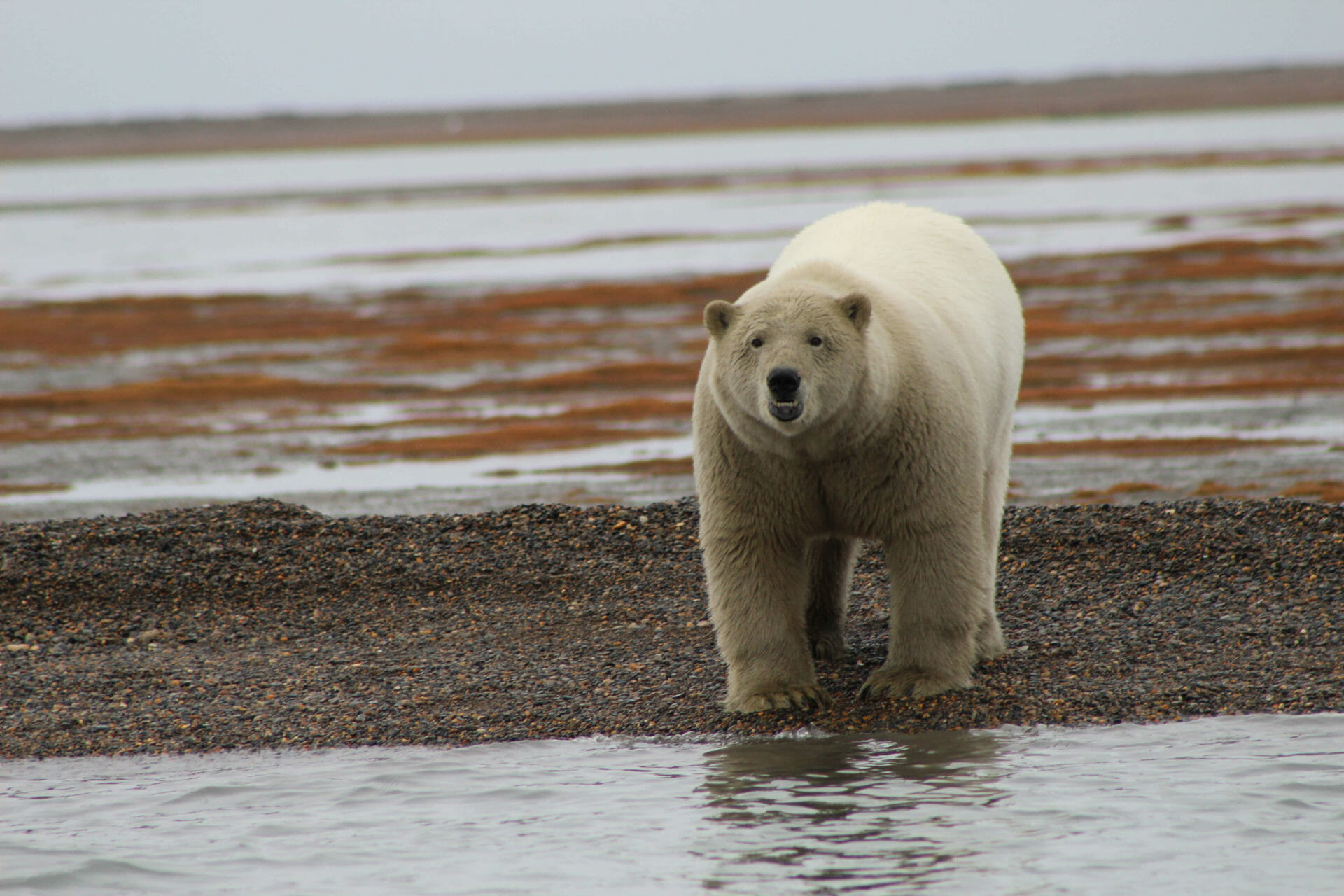 bigbearnearwater Arctic Wild