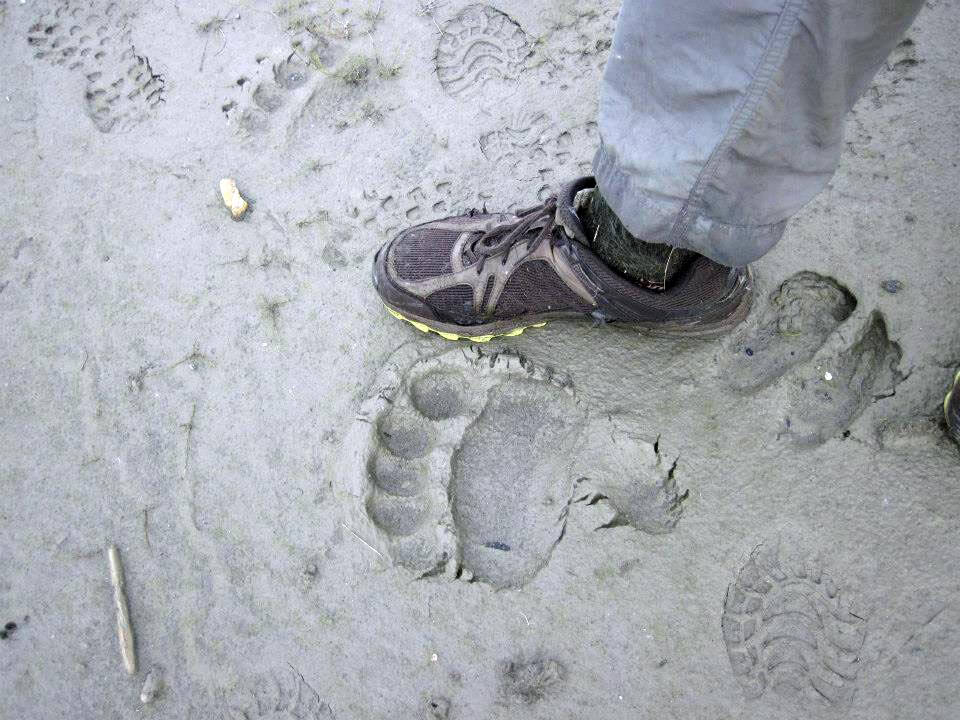 Animal tracks in Gates of the Arctic