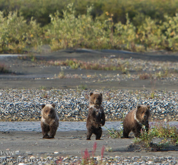 Wildlife in Gates of the Arctic National Park