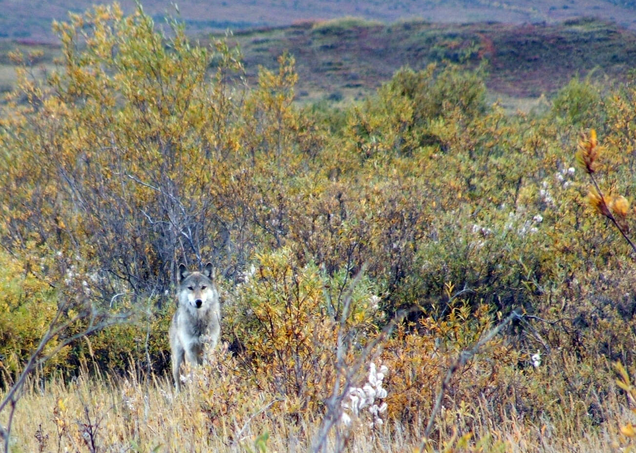 Wolf in Gates of the Arctic National Park
