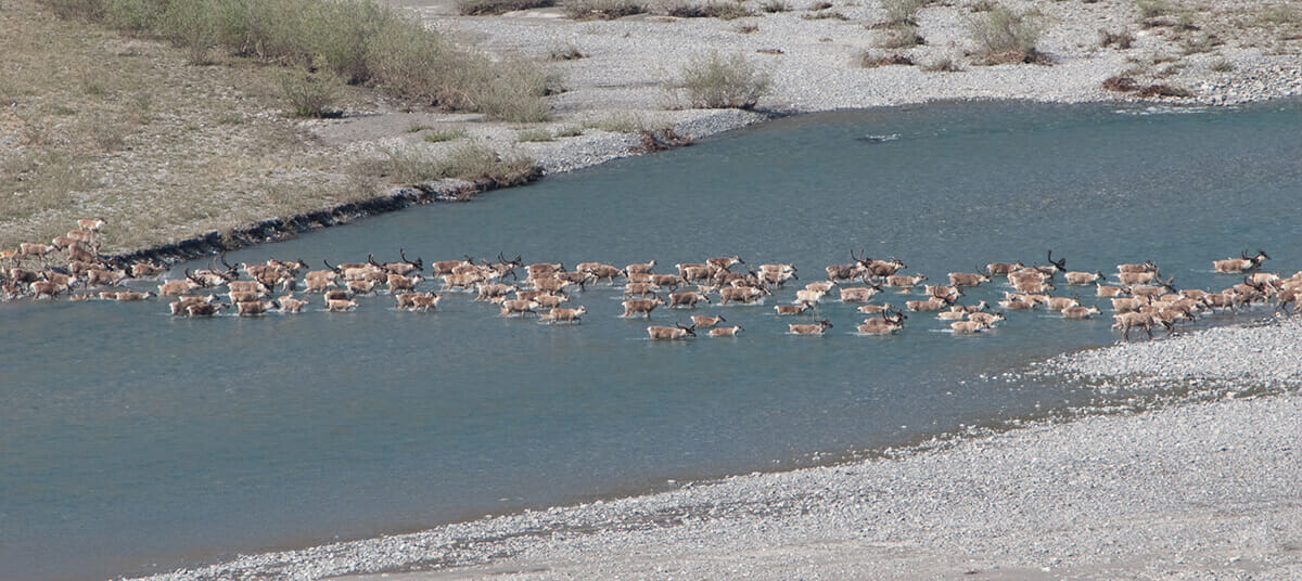 Caribou in the Kongakut River