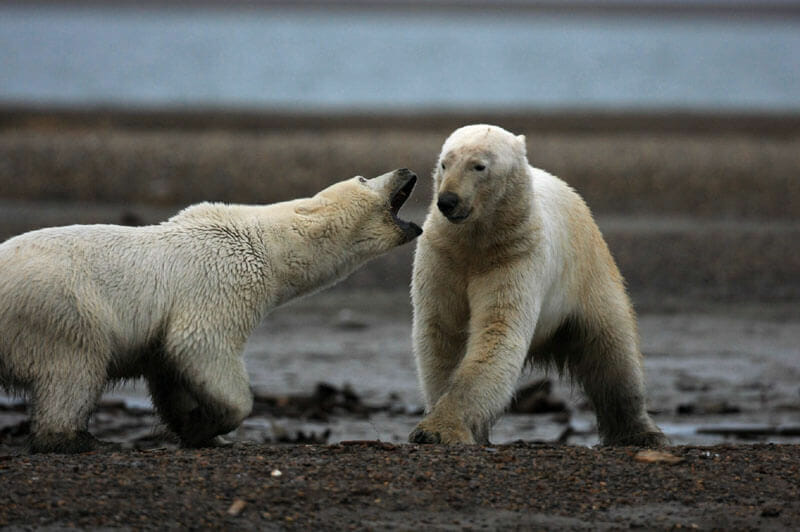 Polar Bear in Kaktovik, Alaska