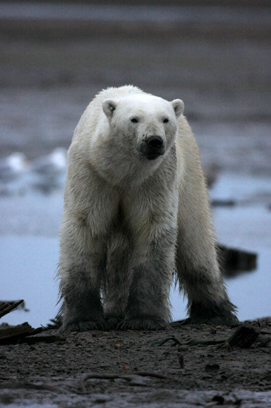 Alaska Polar Bear Tour