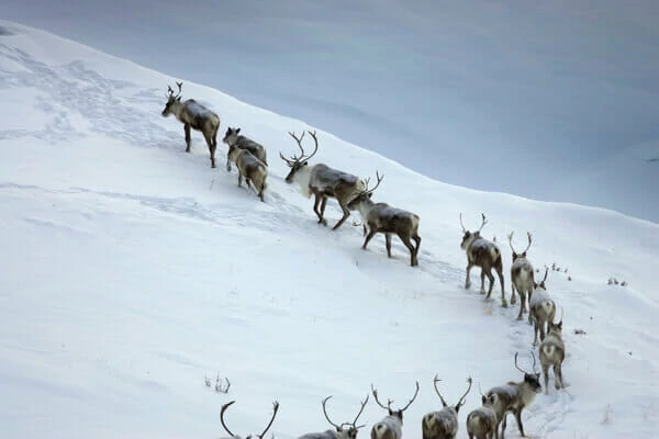 caribou in snow - Patrick J Endres Photo