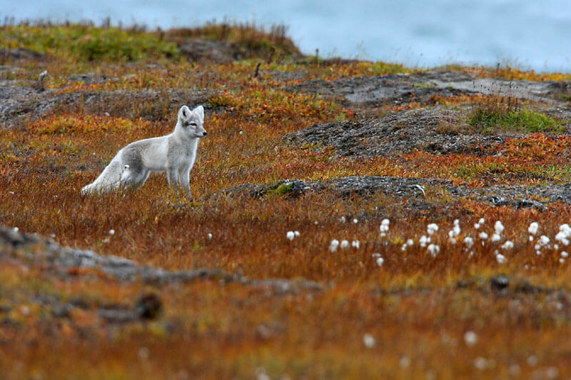 Wildlife trips in the Arctic Refuge Alaska