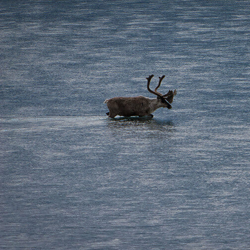 Caribou viewing in Alaska's Arctic
