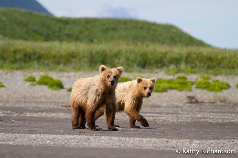 Bear cubs in Katmai National Park. Kathy Richardson photo