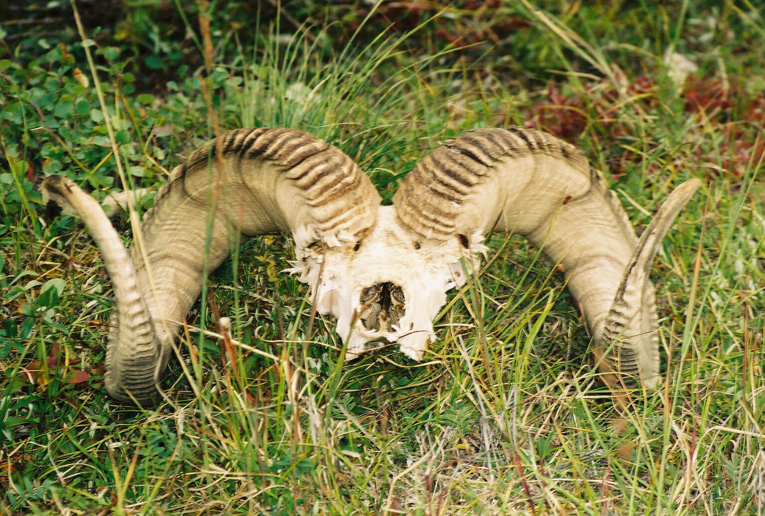 Dall Sheep Skull in Alaska