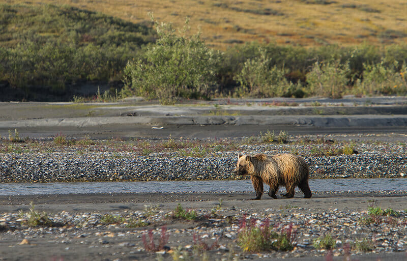 Gates of the Arctic National Park Bear