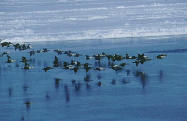 Eiders migrate past Barrow Alaska