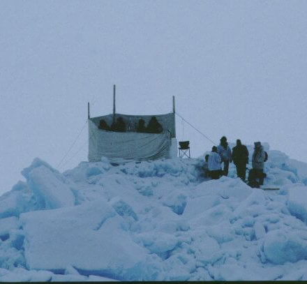perch on sea-ice barrow 2000