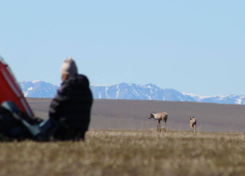 watching caribou in the arctic refuge