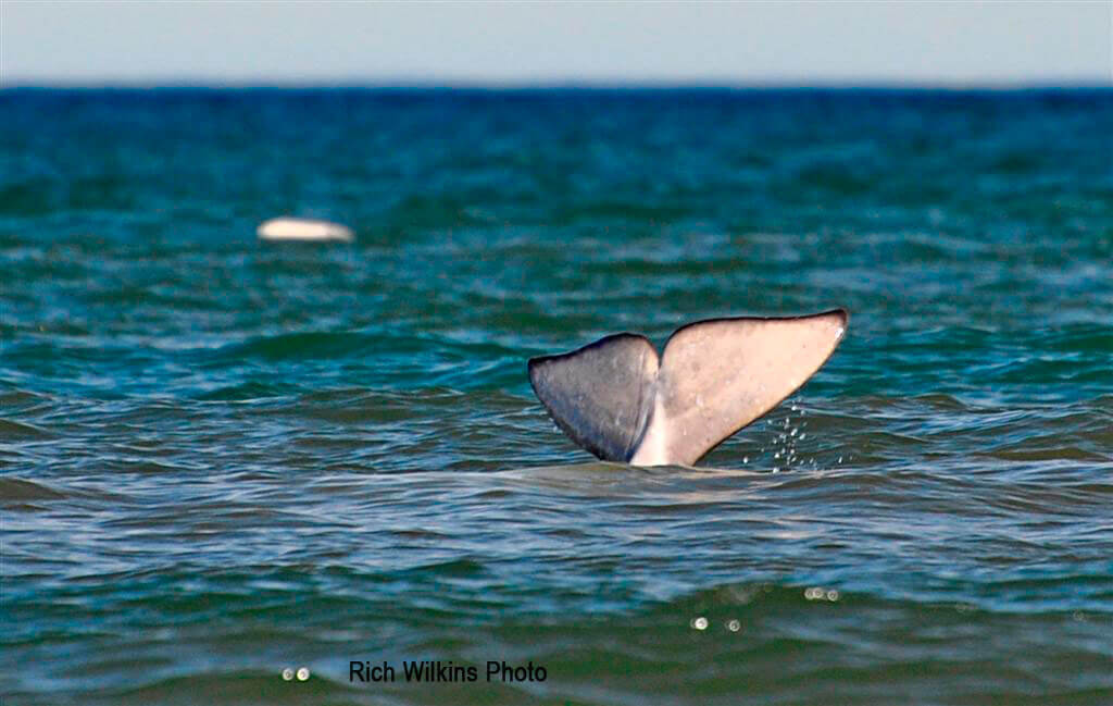 beluga in Kasegeluk Lagoon Alaska