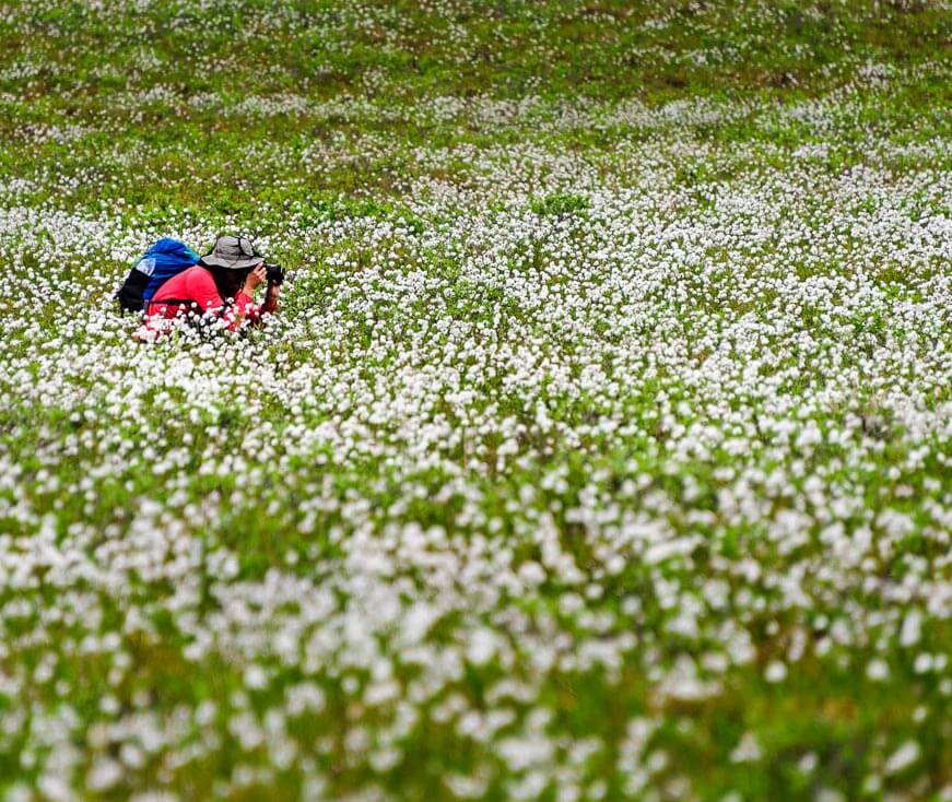 Photographing flower in the Arctic Refuge. Fredrik Norrsell Photo