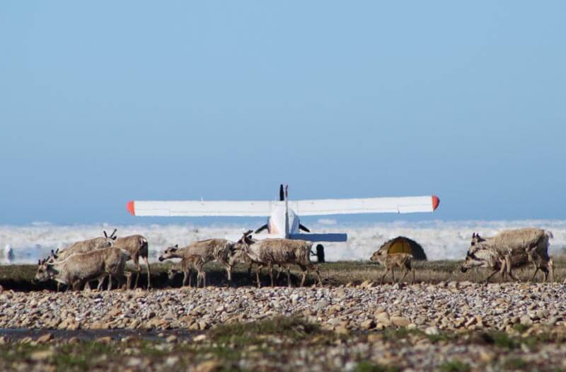Chartered airplane sits on the ground surrounded by the porcupine caribou herd in Alaska's Arctic Refuge.
