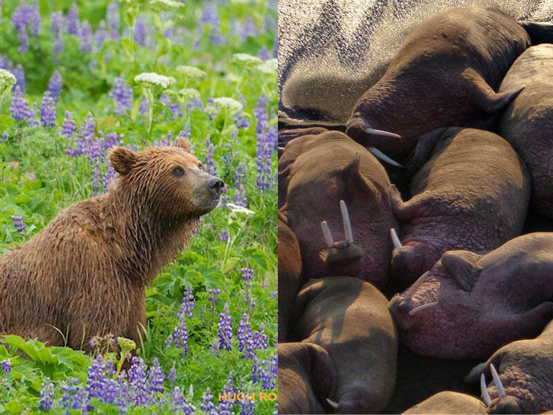 walrus and bear viewing on the Alaska peninsula