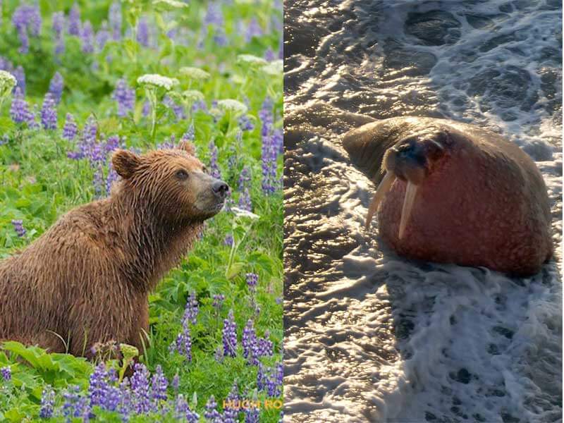 walrus and bear photography trip on the Alaska Peninsula