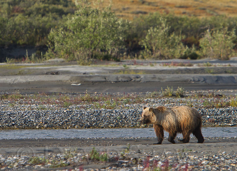 Grizzly bear on the Noatak River, Arctic Wild canoe trip.
