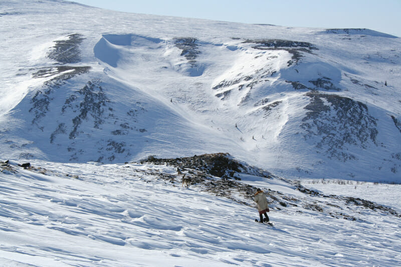 Snowshoe Arctic Wild