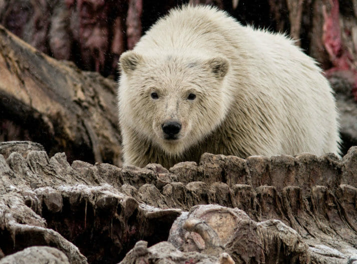 Polar Bear on Bone Pile Kaktovik Alaska, Mario Davalos Photo