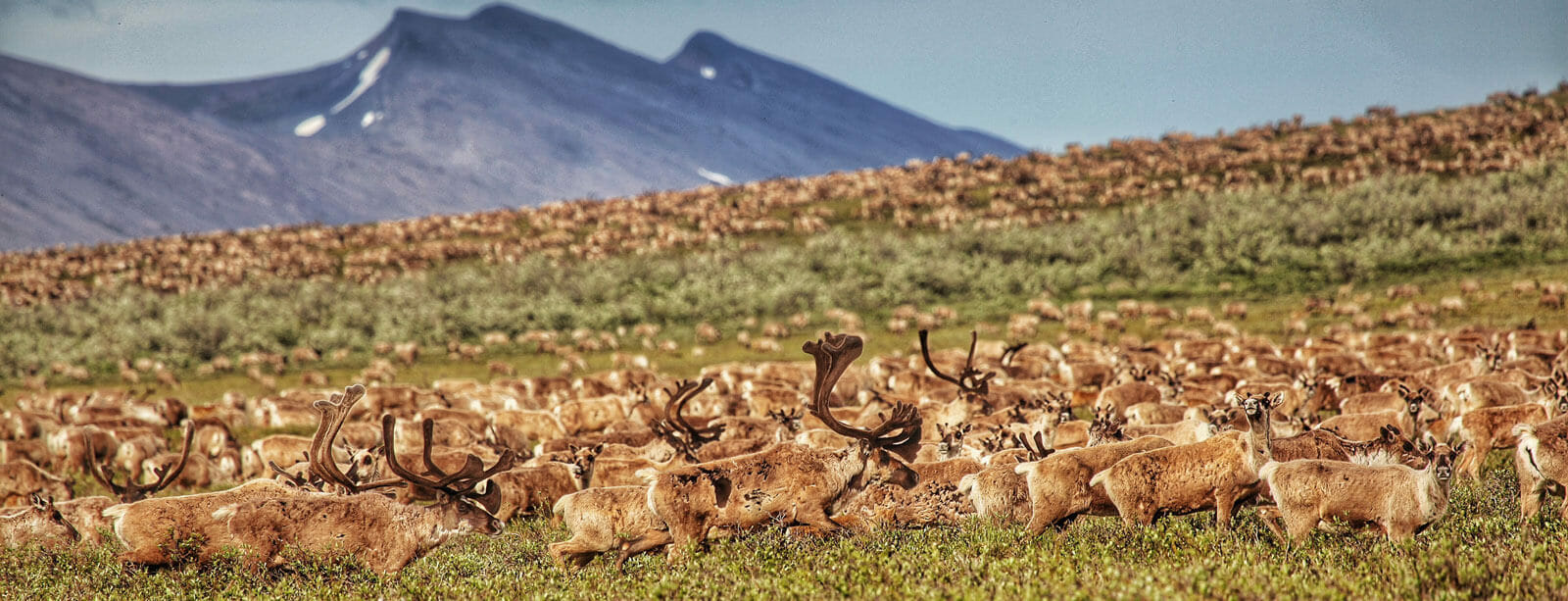 caribou in the arctic refuge