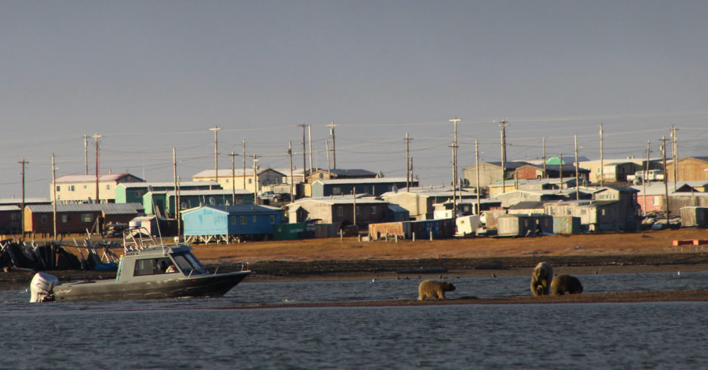 Polar Bears near Kaktovik Alaska