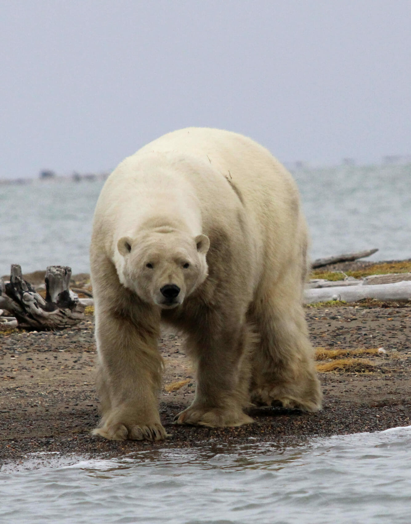 Polar Bear viewing in the Arctic Refuge, Alaska