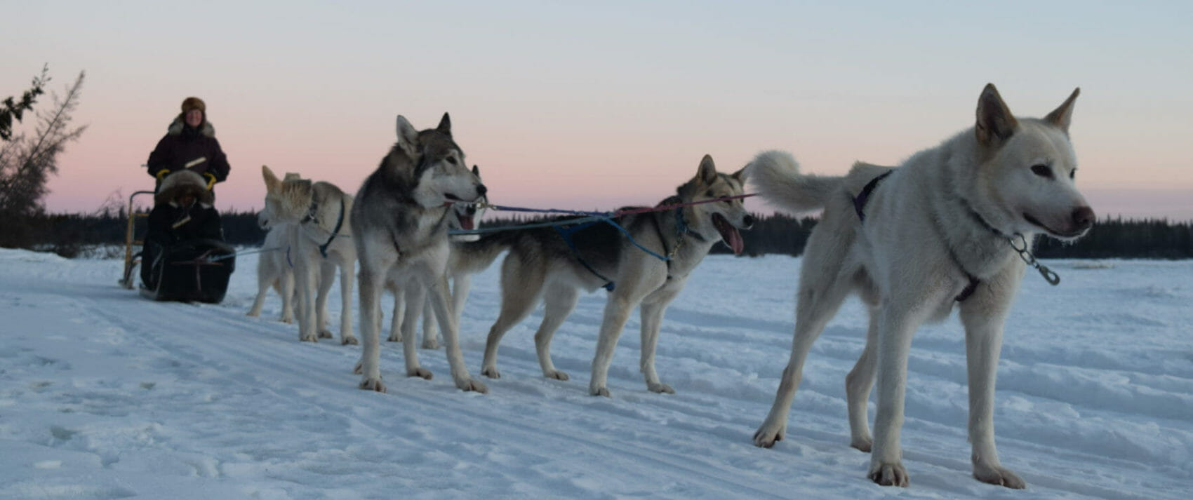Dog Sledding Trip in Arctic Alaska