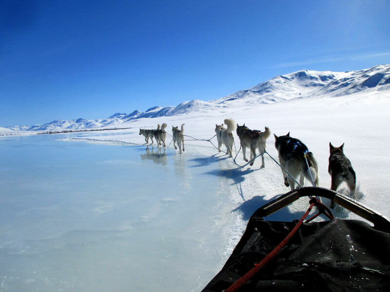 dog mushing tour in Arctic Alaska
