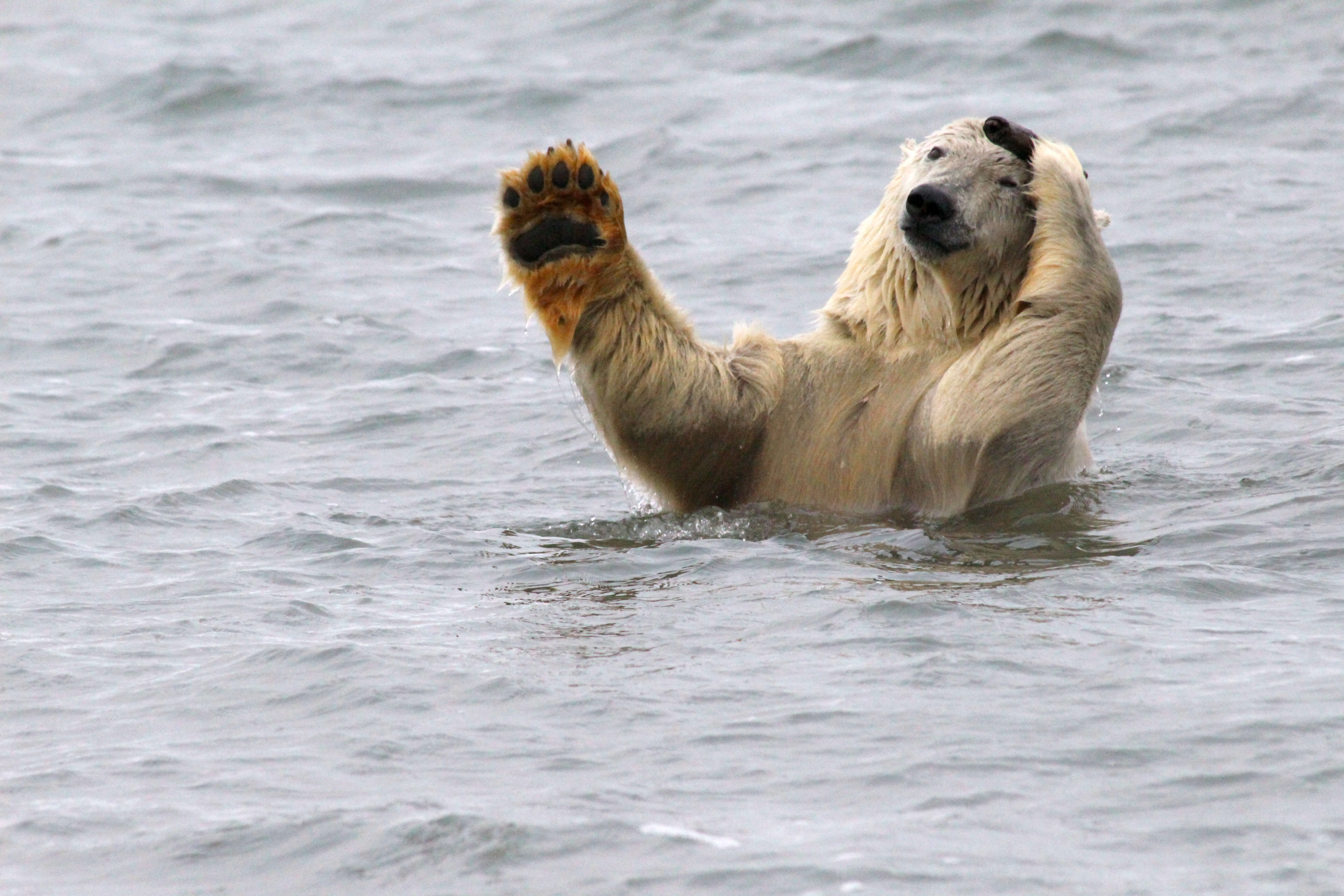 Polar Bear plays in the water near Kaktovik Alaska
