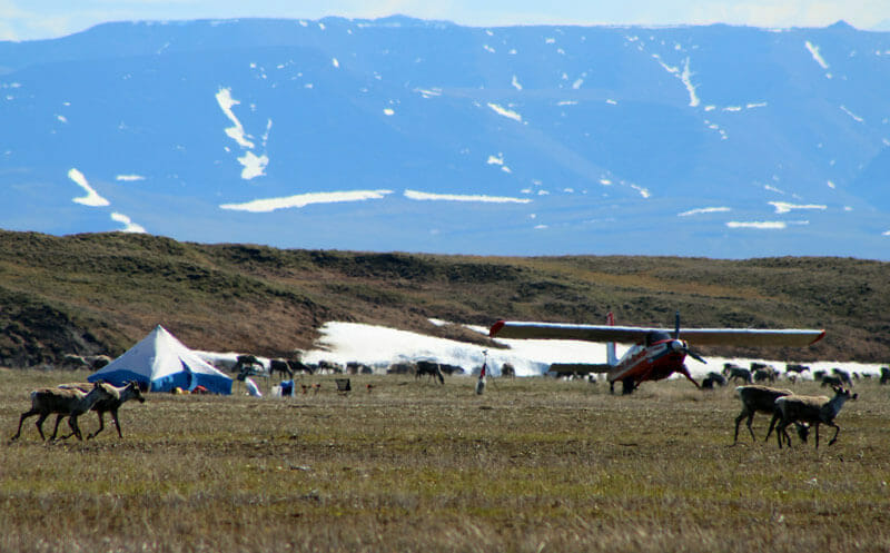 caribou walk through camp with plane in the Arctic Refuge