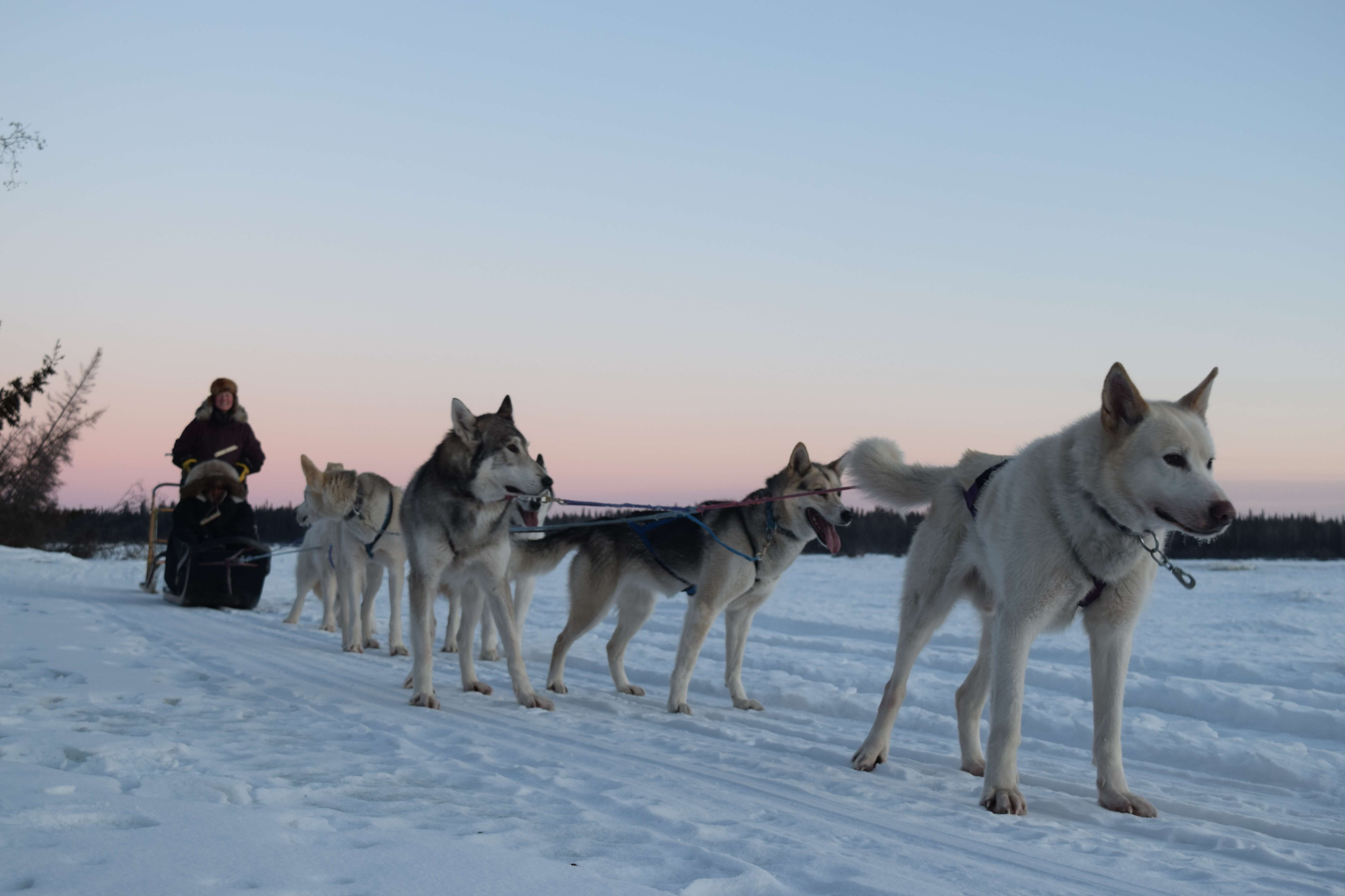 Boreal Journeys dog team Arctic Wild
