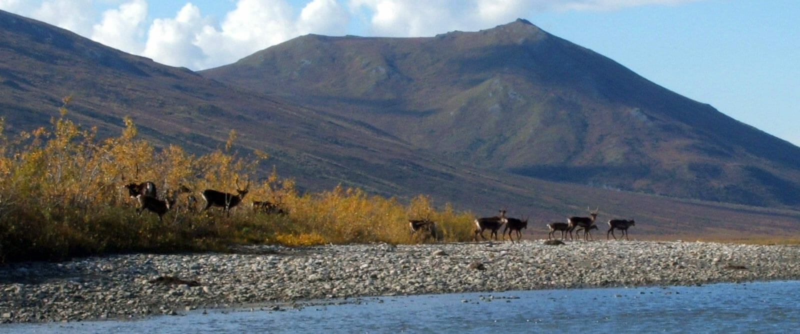 Caribou on the Noatak in Gates of the Arctic, Alaska
