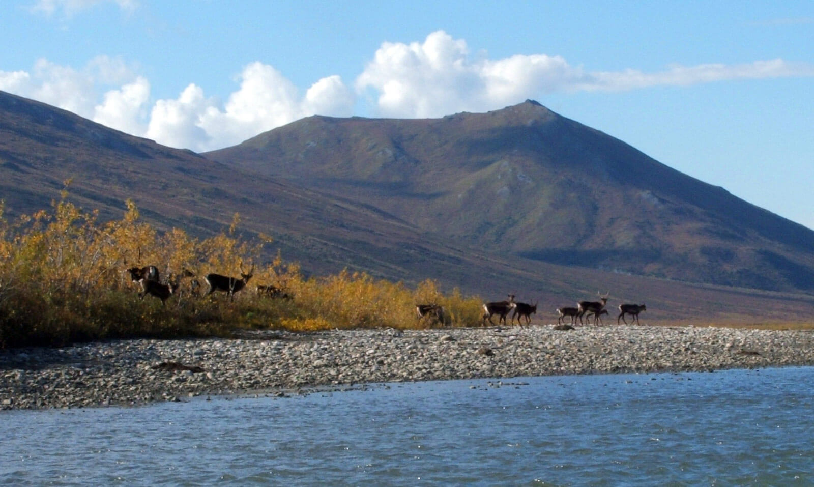 Caribou on the Noatak River Alaska