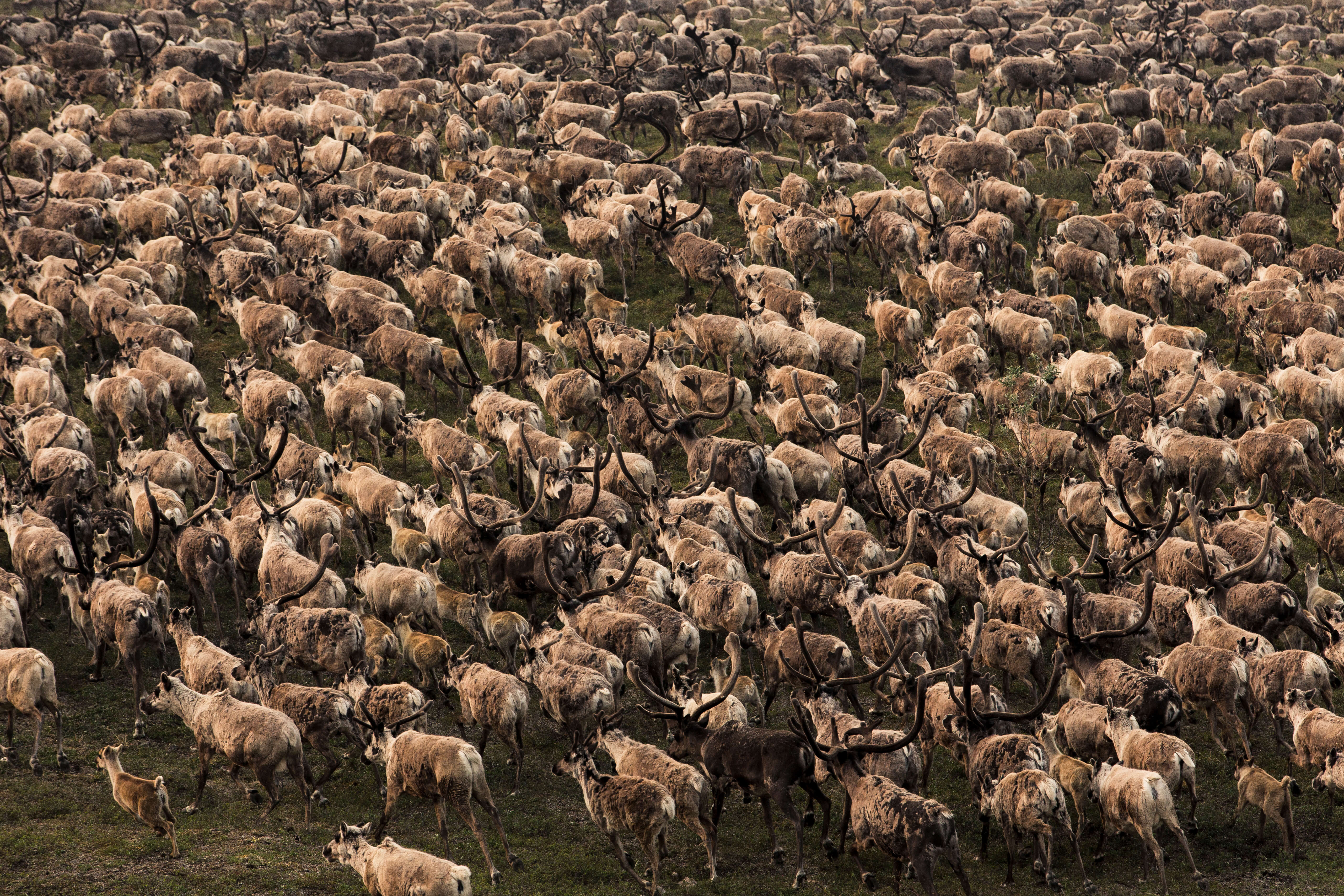 Caribou Herd Aggregates in Alaska. Mario Davalos Photo