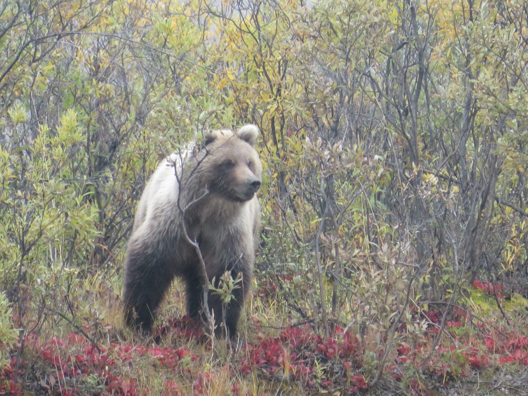 grizzly bear in Alaska
