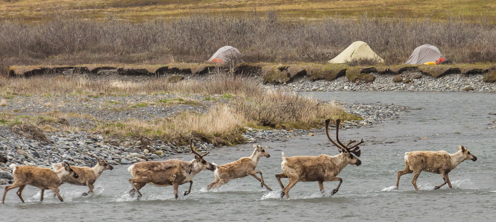 Caribou crossing Aichilik River in Alaska - Randy Knight Photo