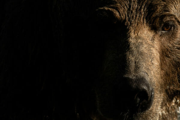 Photo of bear in Alaska