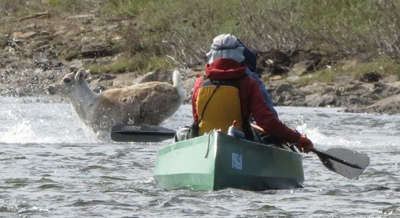 canoe trip with arctic wild