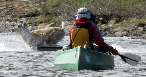 Canoe Trips with Arctic Wild