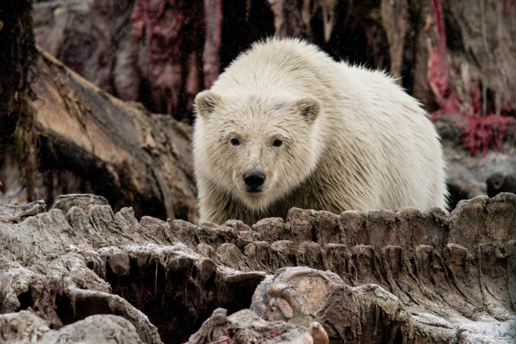 Polar Bear in Kaktovik Alaska