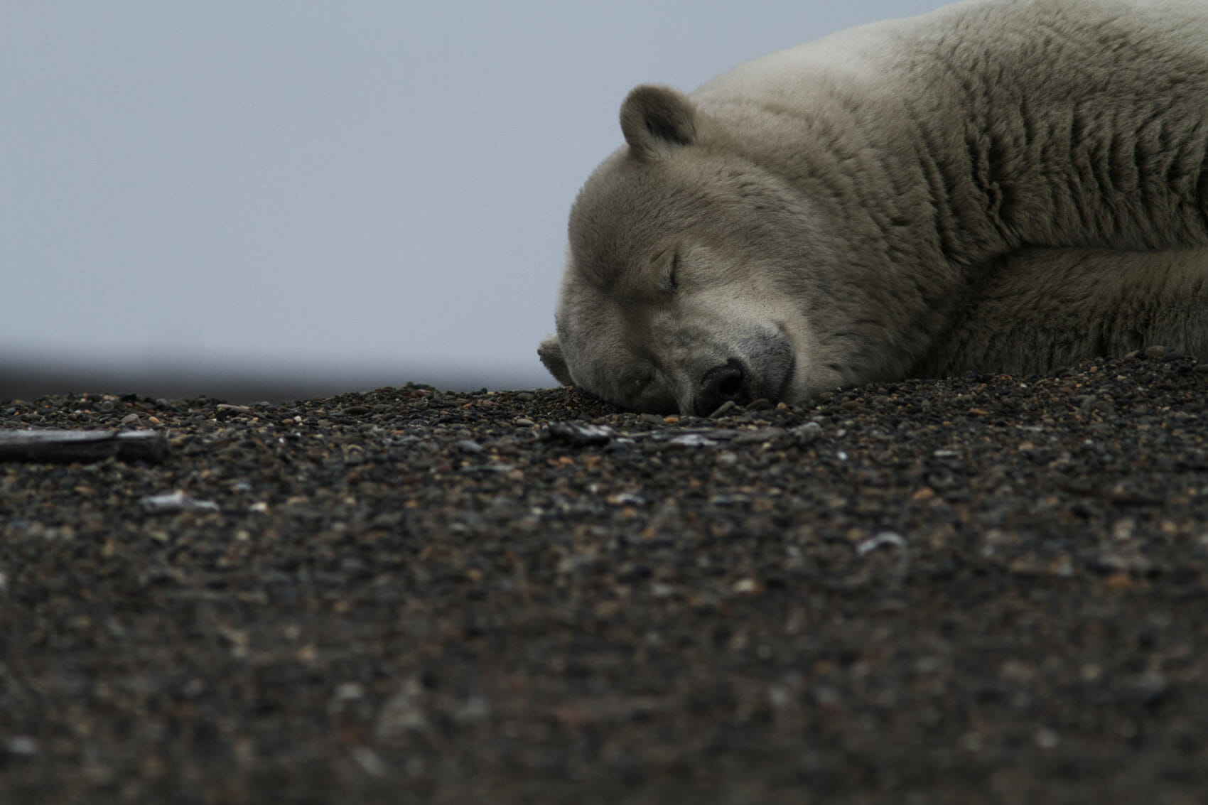 Polar Bear in the Arctic Refuge
