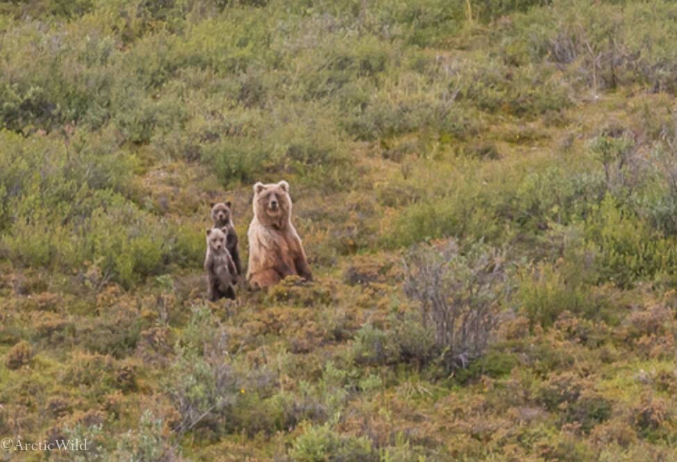 bears in Alaska