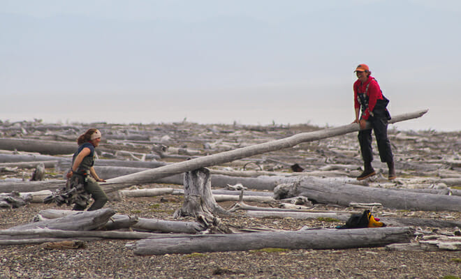 Driftwood on Alaska's Arctic Coast. People playing on driftwood