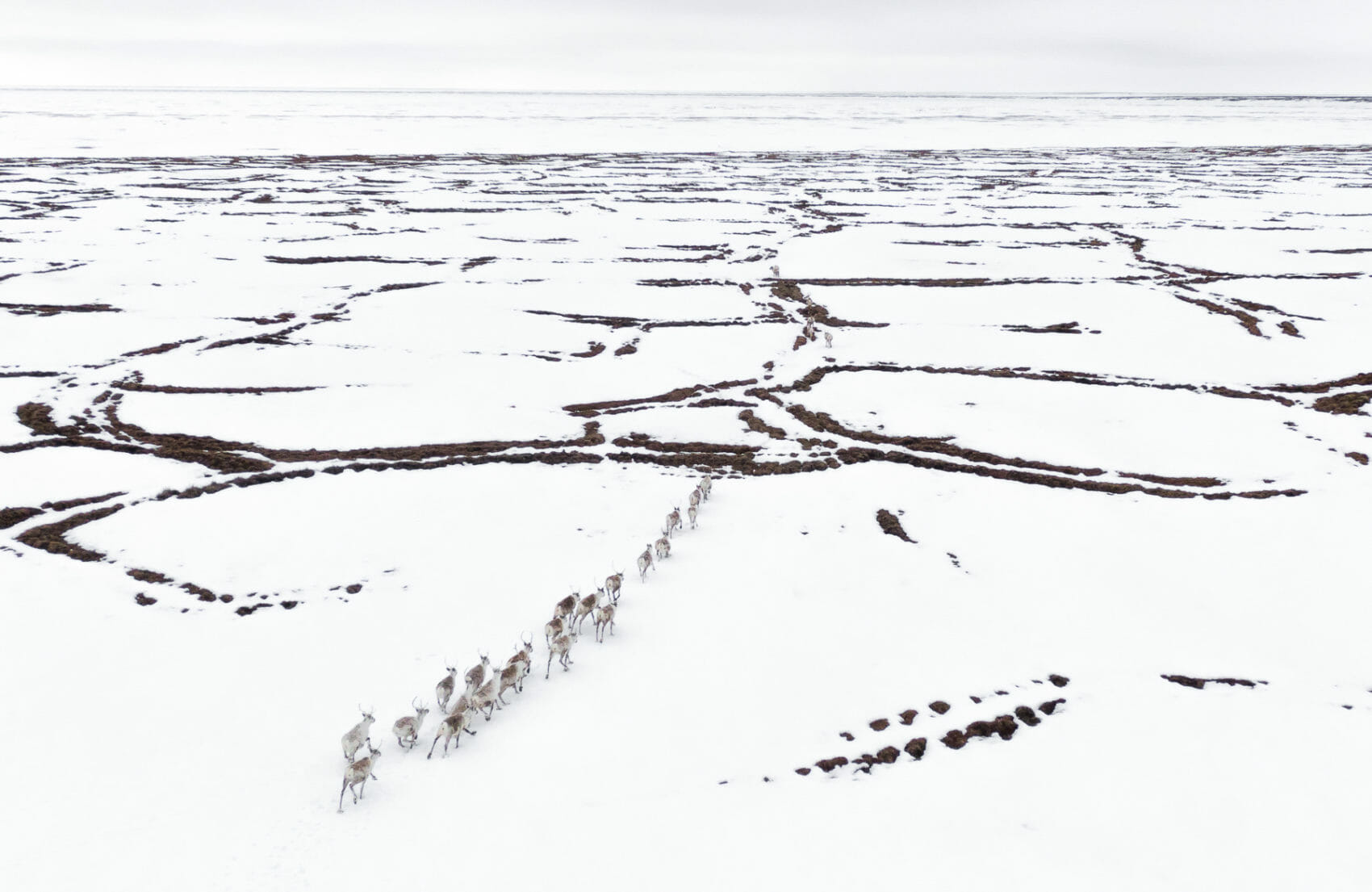 Teshekpuk Caribou Herd in spring. Mario Davalos Photo