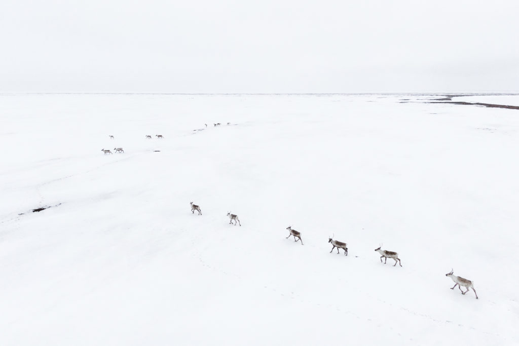 Teshekpuk Lake Caribou Herd Mario Davalos Photo